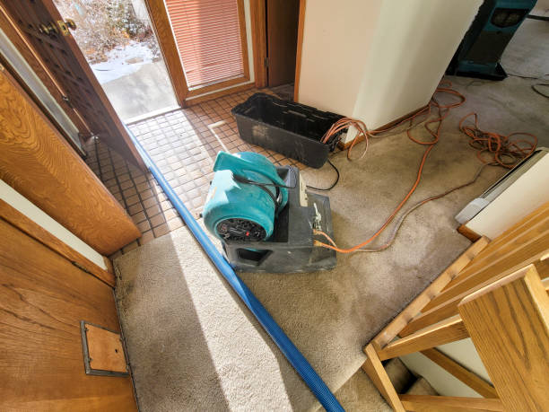 Best Mold removal after water damage  in Montura, FL